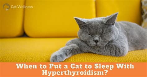 When to Put a Cat With Hyperthyroidism to Sleep 